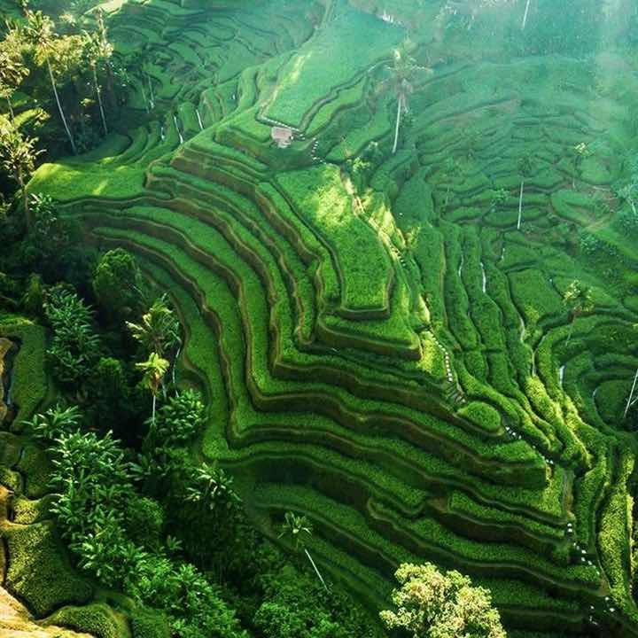 Bali